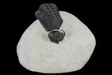 Detailed Reedops Trilobite With Friend #119044-1